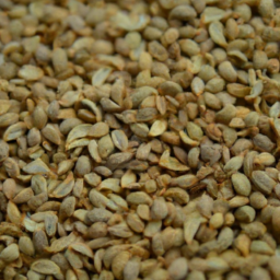 celery seeds for farm